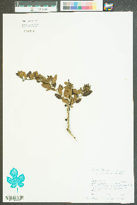 Ilex vomitoria image