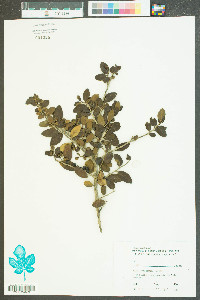 Ilex vomitoria image