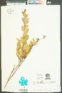 Ilex coriacea image