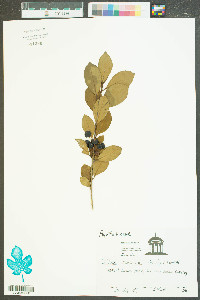 Ilex coriacea image