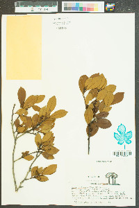 Ilex coriacea image