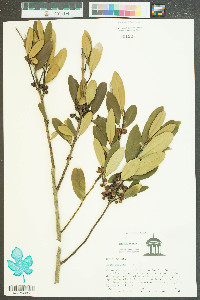 Ilex cassine image