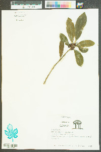 Ilex cassine var. cassine image