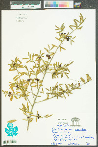 Ilex cassine var. myrtifolia image