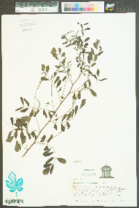 Indigofera caroliniana image