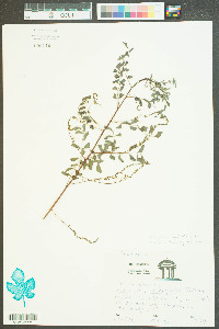 Indigofera caroliniana image