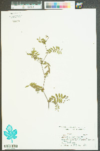 Indigofera caroliniana image