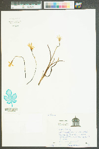 Ipheion uniflorum image