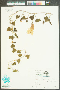 Ipomoea pandurata image