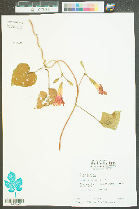 Ipomoea purpurea image