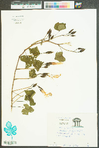 Ipomoea purpurea image