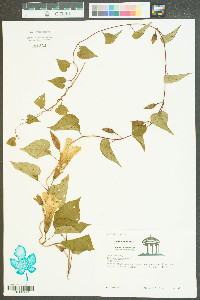 Ipomoea purpurea image