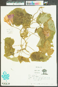 Ipomoea purpurea image