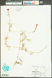 Ipomoea quamoclit image