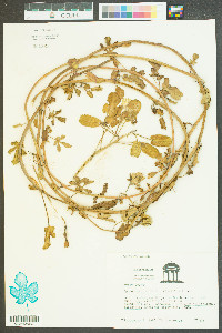 Ipomoea imperati image