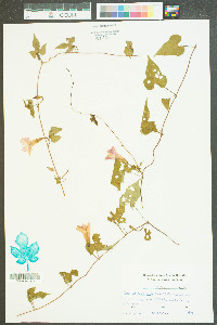 Ipomoea trichocarpa image