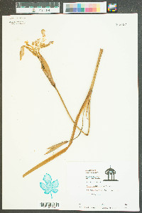 Iris tridentata image