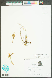 Iris cristata image