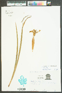 Iris verna image