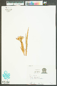 Iris verna image