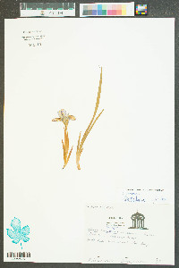 Iris verna image