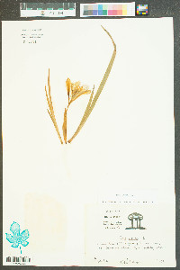 Iris verna image