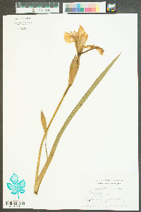 Iris virginica image