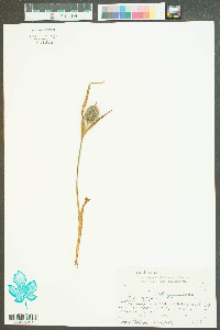 Iris virginica image