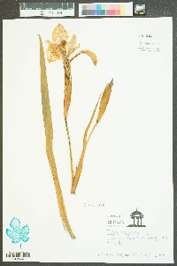 Iris virginica image