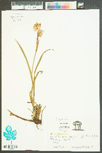 Iris virginica image