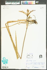 Iris virginica image