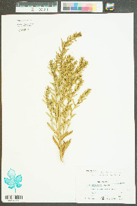 Iva imbricata image