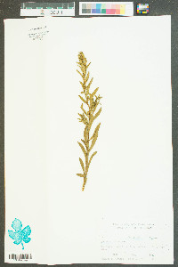 Iva imbricata image