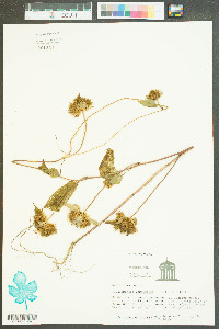 Jacquemontia tamnifolia image