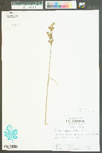 Juncus scirpoides image