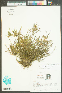 Juncus repens image