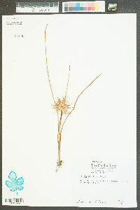 Juncus capitatus image