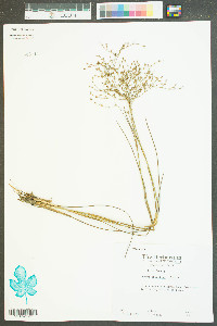 Juncus abortivus image