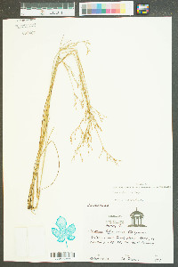 Juncus abortivus image