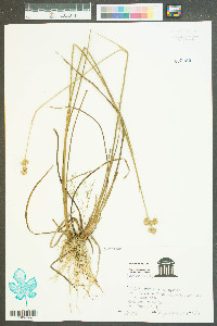 Juncus abortivus image