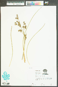 Juncus validus image
