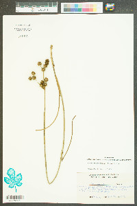 Juncus megacephalus image