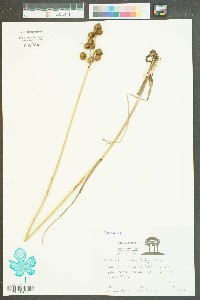 Juncus polycephalus image