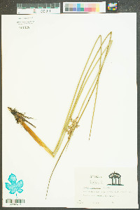 Juncus roemerianus image