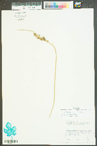 Juncus roemerianus image