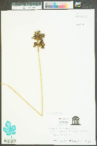 Juncus roemerianus image