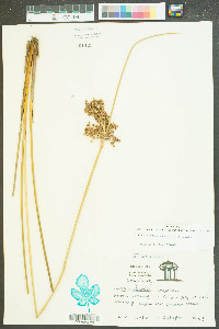 Juncus roemerianus image