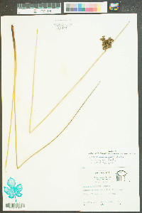 Juncus roemerianus image