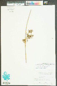 Juncus roemerianus image