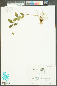 Justicia ovata image